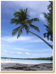 beach & coconut